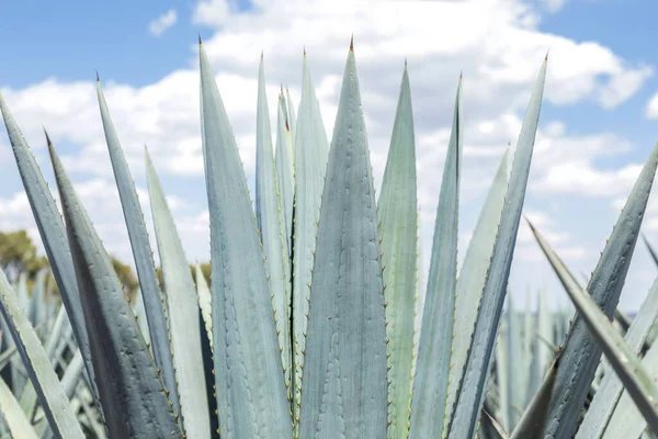 Landschap Van Agave Planten Tequila Produceren Mexico — Stockfoto