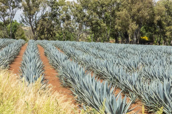 Paesaggio Piante Agave Produrre Tequila Messico — Foto Stock