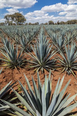 Tekila üretmek için agave bitkilerinin manzarası. Meksika.