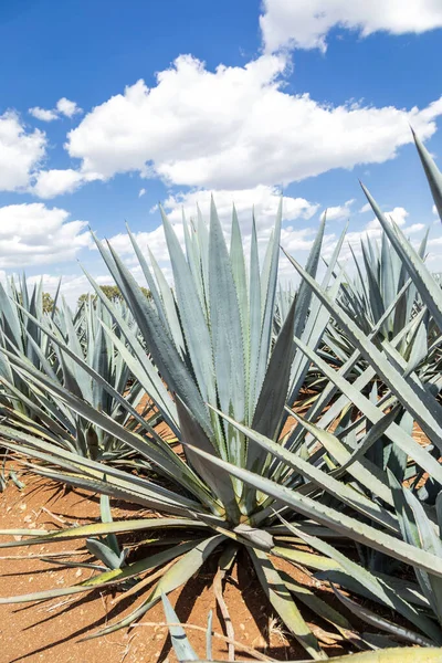 Landskap Agave Växter För Att Producera Tequila Mexiko — Stockfoto