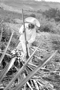 Tekila endüstrisi için agave cut üzerinde çalışan bir adam. Siyah ve beyaz.