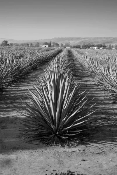 テキーラを生産するアガベ植物の風景 メキシコだ 黒と白 — ストック写真