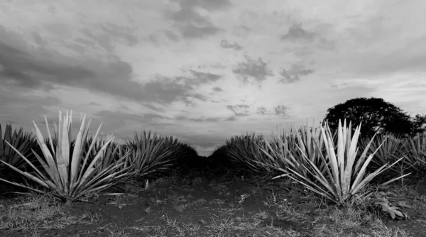 Paisagem Plantas Agave Para Produzir Tequila México Preto Branco — Fotografia de Stock