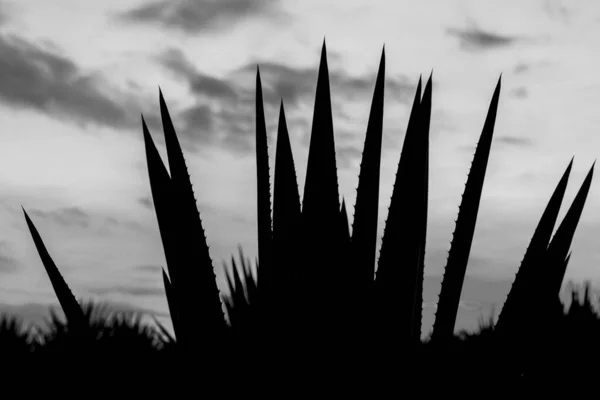 Landschap Van Agave Planten Tequila Produceren Mexico Zwart Wit — Stockfoto