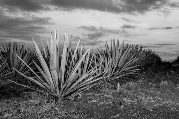 Paysage Plantes Agave Pour Produire Tequila Mexique Noir Blanc — Photo