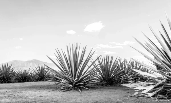 Τοπίο Από Φυτά Αγαύης Για Την Παραγωγή Τεκίλα Μεξικό Μαύρο — Φωτογραφία Αρχείου