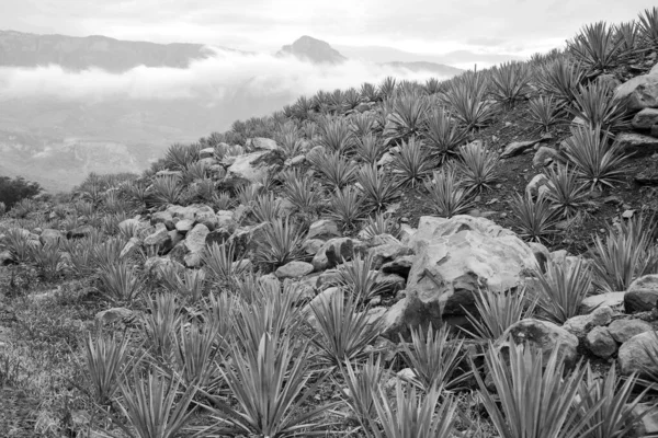 Paesaggio Piante Agave Produrre Tequila Messico Bianco Nero — Foto Stock