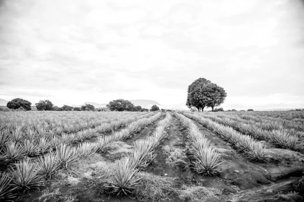 Landscape of agave plants to produce tequila. Mexico. Black and white.