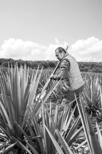 Uomo Che Lavora Taglio Agave Industria Della Tequila Bianco Nero — Foto Stock