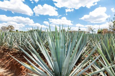 Tekila üretmek için agave bitkilerinin manzarası. Meksika.
