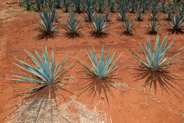 Tekila üretmek için agave bitkilerinin manzarası. Meksika.