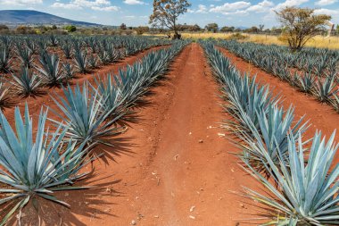 Tekila üretmek için agave bitkilerinin manzarası. Meksika.