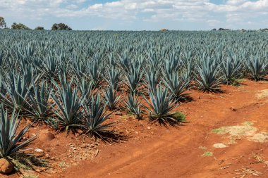 Tekila üretmek için agave bitkilerinin manzarası. Meksika.