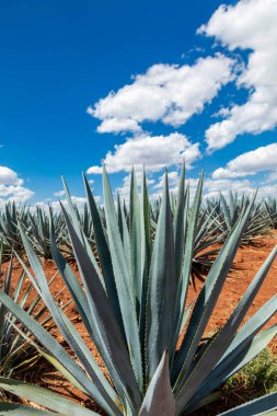 Tekila üretmek için agave bitkilerinin manzarası. Meksika.
