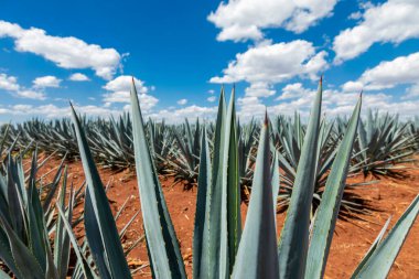 Tekila üretmek için agave bitkilerinin manzarası. Meksika.