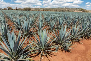 Tekila üretmek için agave bitkilerinin manzarası. Meksika.