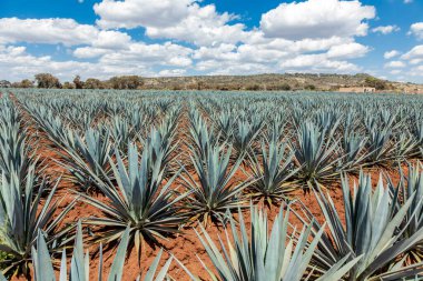 Tekila üretmek için agave bitkilerinin manzarası. Meksika.