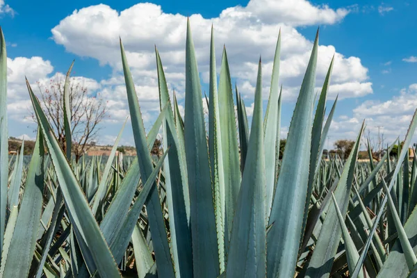 Paesaggio Piante Agave Produrre Tequila Messico — Foto Stock