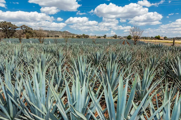 Landschaft Von Agave Pflanzen Zur Herstellung Von Tequila Mexiko — Stockfoto