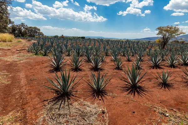 Tekila Üretmek Için Agave Bitkilerinin Manzarası Meksika — Stok fotoğraf