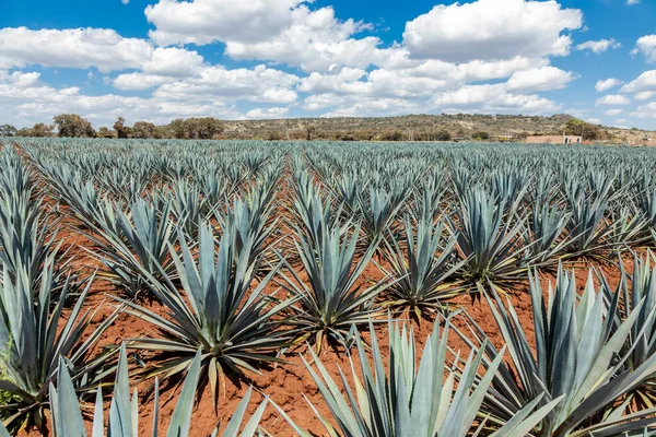 Paisagem Plantas Agave Para Produzir Tequila México — Fotografia de Stock