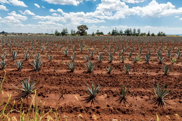 Τοπίο Από Φυτά Αγαύης Για Την Παραγωγή Τεκίλα Μεξικό — Φωτογραφία Αρχείου