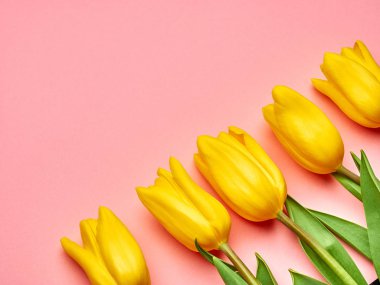 Pembe arka planda sarı bahar laleleri, Kadınlar Günü fotokopi alanı
