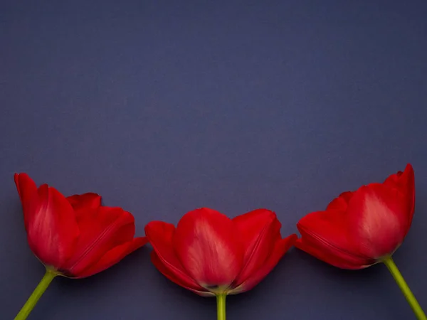 Mavi arka planda kırmızı bahar laleleri, Kadınlar Günü fotokopi alanı