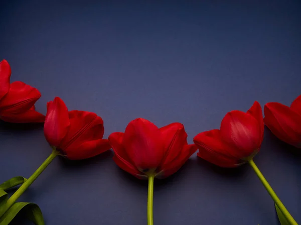 Mavi arka planda kırmızı bahar laleleri, Kadınlar Günü fotokopi alanı
