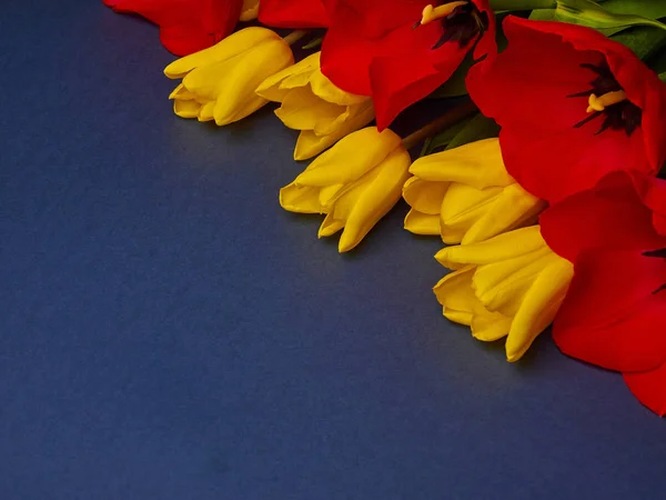 Kırmızı ve sarı bahar çiçekleri mavi arkaplanda laleler, kadınlar günü kopyalama alanı