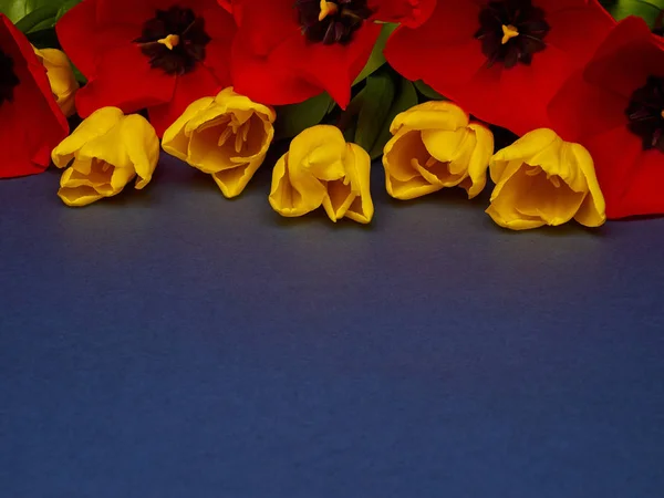 Kırmızı ve sarı bahar çiçekleri mavi arkaplanda laleler, kadınlar günü kopyalama alanı