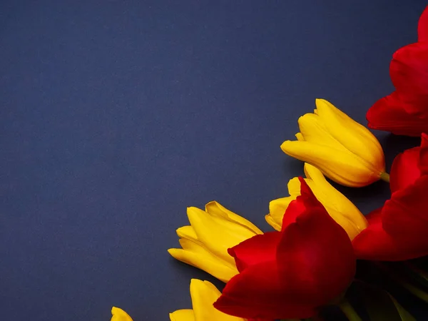 Kırmızı ve sarı bahar çiçekleri mavi arkaplanda laleler, kadınlar günü kopyalama alanı