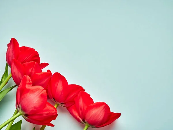 Mavi arka planda kırmızı bahar laleleri, kadınlar günü fotokopi alanı