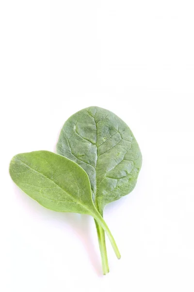 Fresh Baby Spinach — Stock Photo, Image