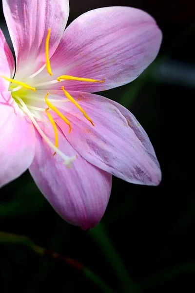 Tormenta rosa Lily — Foto de Stock