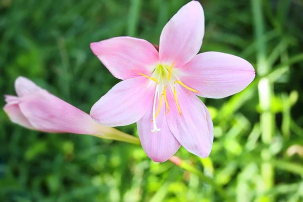 Tormenta rosa Lily —  Fotos de Stock