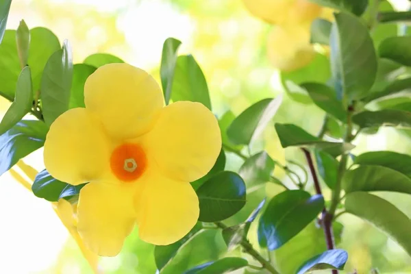 Flor de citrino de Dipladenia — Fotografia de Stock