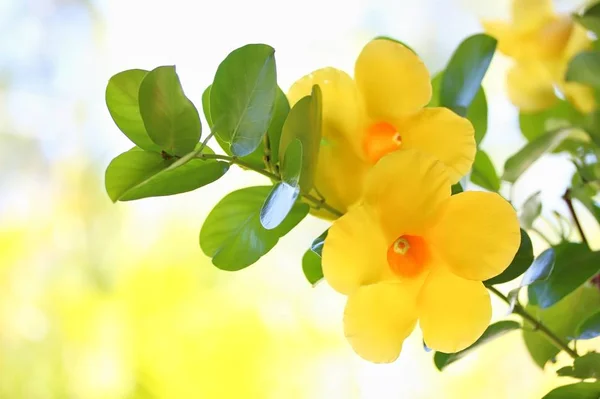 Dipladenia Citrine Flower — Zdjęcie stockowe