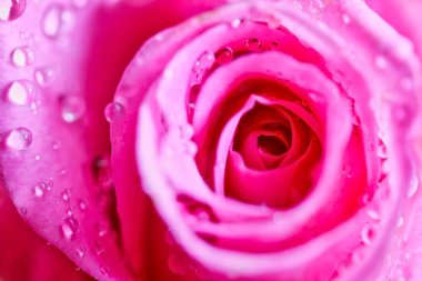 Su damlalı pembe gül