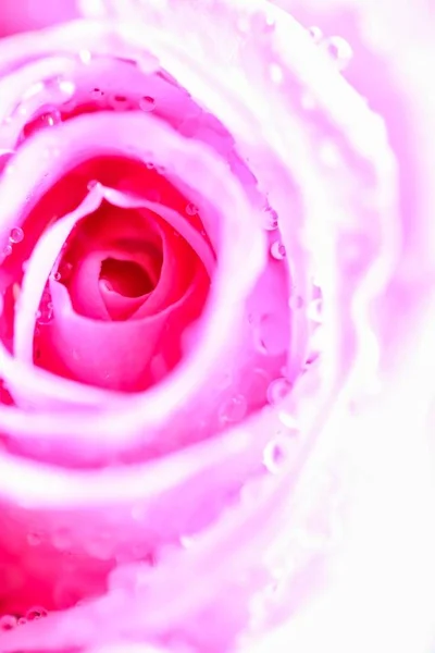 Różowa róża z kroplami wody — Zdjęcie stockowe