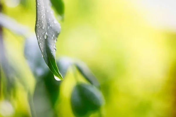 绿叶上的雨滴 — 图库照片