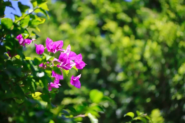 Flores de Bougainvillea rosa — Fotografia de Stock
