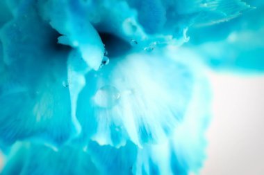 Su damlaları mavi karanfil çiçek