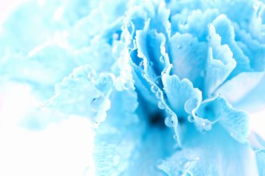 Su damlaları mavi karanfil çiçek