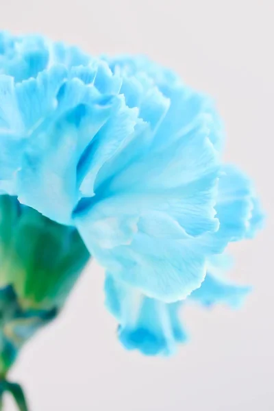 Blue Carnation Flower