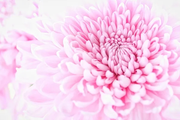 Pembe kasımpatı çiçeği