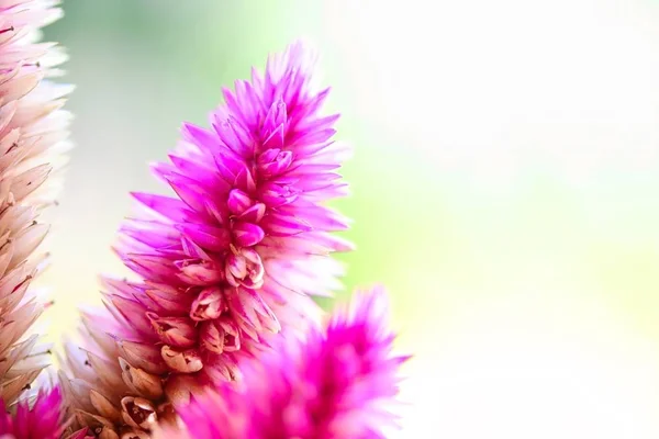 Celosia Argentea Flowers — Stock Photo, Image