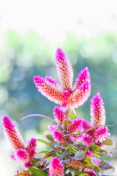 Celosia argentea kwiaty — Zdjęcie stockowe