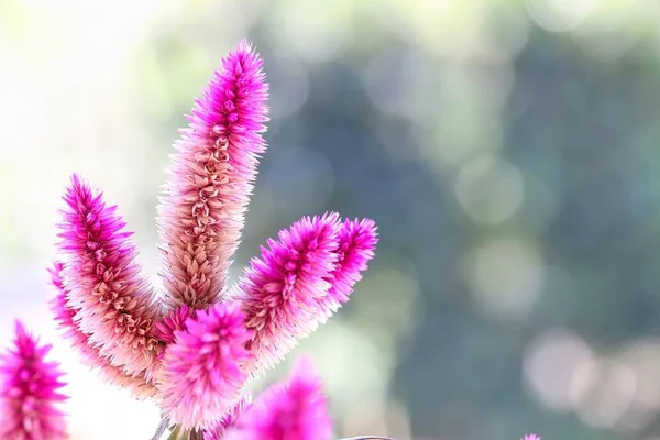 Celosia argentea kwiaty — Zdjęcie stockowe