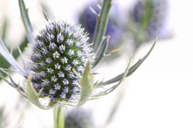 Taze Eryngium çiçekler